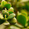 Jade plant for compact spaces