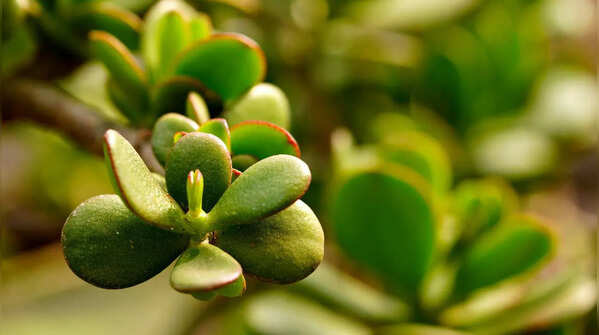 Jade plant for compact spaces