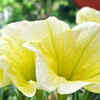 Petunia for vibrant displays