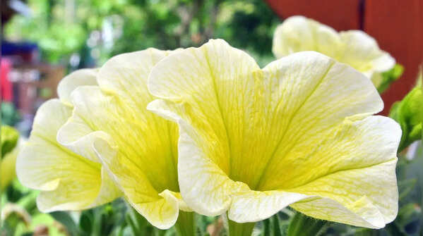 Petunia for vibrant displays