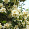 Jasmine for fragrance and beauty