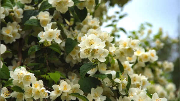 Jasmine for fragrance and beauty