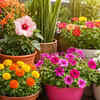 Article image for: 10 heat-tolerant plants that thrive in Indian summers