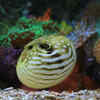 Fugu and its deadly toxin