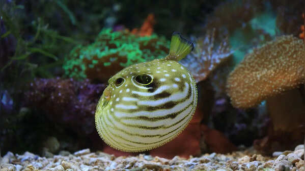 Fugu and its deadly toxin