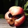 Ackee and the risk of poisoning
