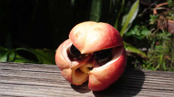 Ackee and the risk of poisoning