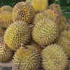 Durian and public space bans