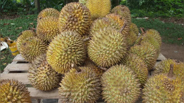 Durian and public space bans