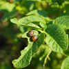 Watch for common pests and diseases