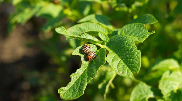 Watch for common pests and diseases