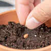 Start seeds indoors or plant after frost