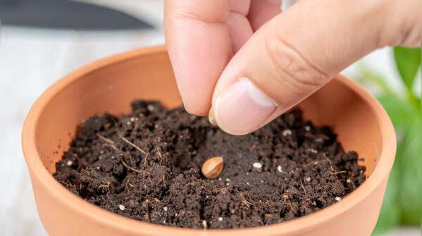 Start seeds indoors or plant after frost