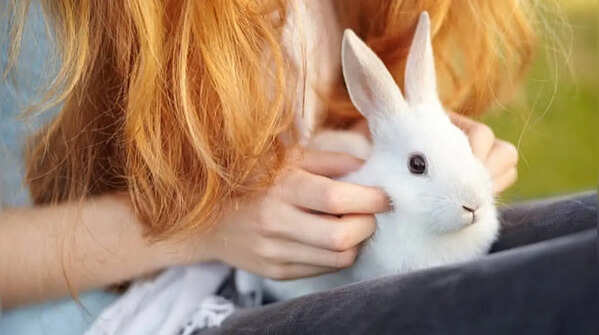 Rabbits – Soft and friendly pets