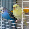 Birds – Social and interactive pets