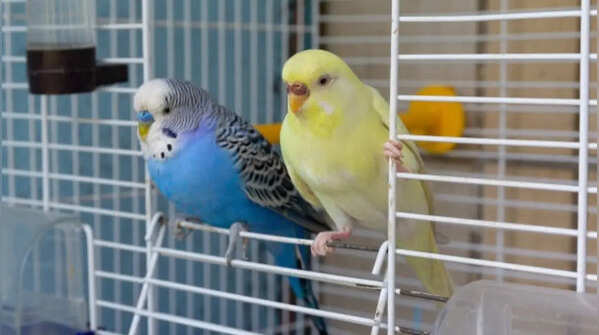 Birds – Social and interactive pets