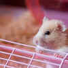 Hamsters – Small and fun companions