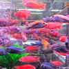 Fish – Easy and low-maintenance pets