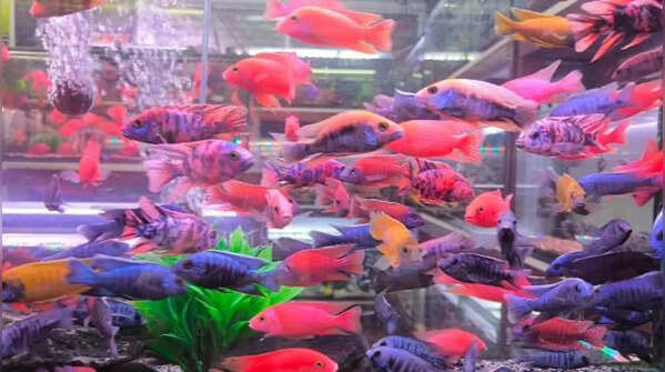 Fish – Easy and low-maintenance pets