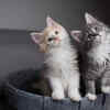Cats – Gentle and independent pets