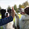 Dogs – Loyal and loving companions