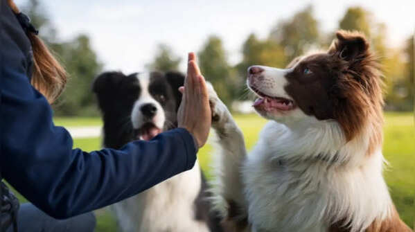 Dogs – Loyal and loving companions