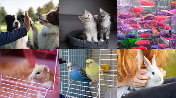 6 best pets for kids that teach love, responsibility and care