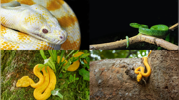 Snake-filled waters in India: 6 unique locations and why snakes live there