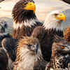 Article image for: 9 largest eagles in the world and what makes them unique