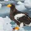 Steller’s sea eagle