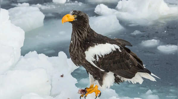 Steller’s sea eagle