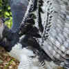 Harpy eagle