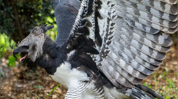 Harpy eagle