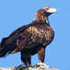 Wedge-tailed eagle
