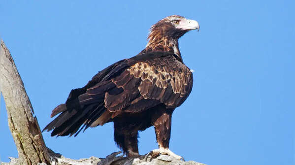 Wedge-tailed eagle