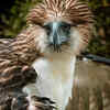 Philippine eagle