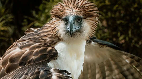 Philippine eagle