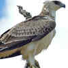 Martial eagle