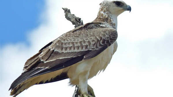 Martial eagle