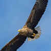 White-tailed eagle