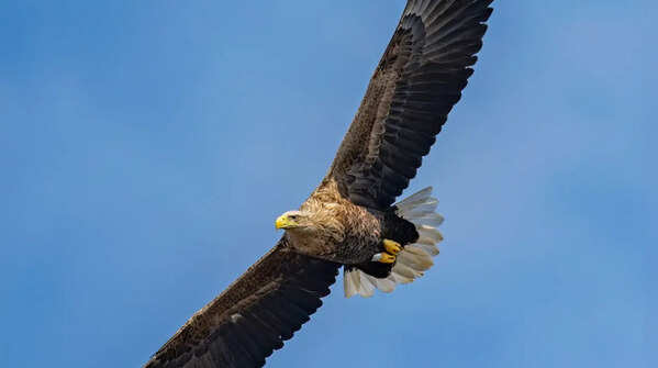 White-tailed eagle