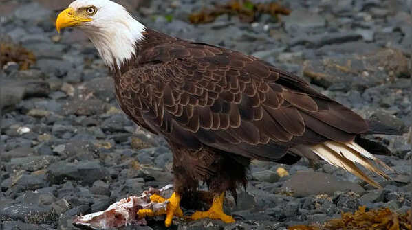 Bald eagle
