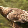 Golden eagle