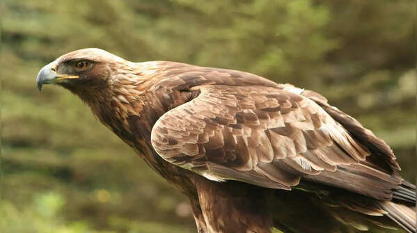 Golden eagle