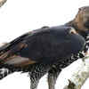 Crowned eagle