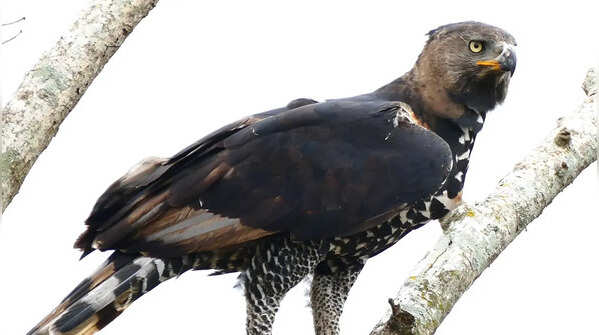 Crowned eagle