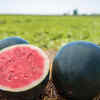 Check the colour and texture