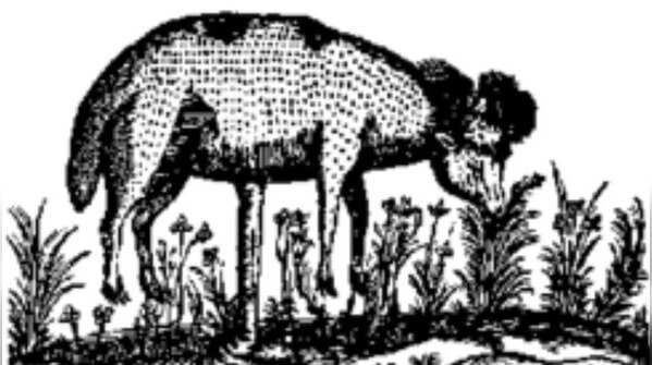 The Vegetable Lamb of Tartary