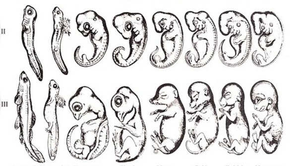 Recapitulation Theory