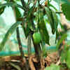 Article image for: Why your Alphonso mangoes could cost a bomb this summer